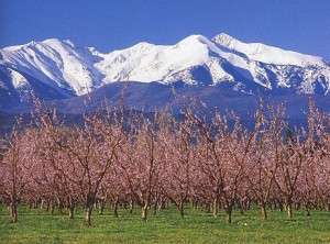 Le Canigou au printemps